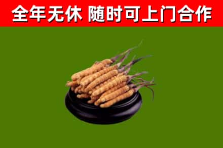 雨湖区回收冬虫夏草