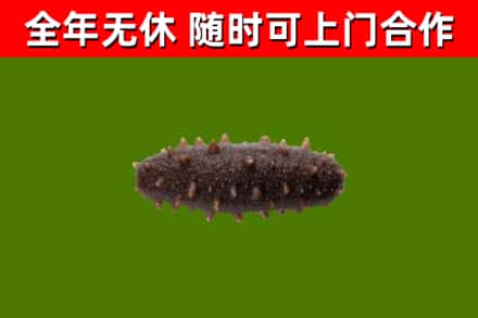雨湖区回收海参干